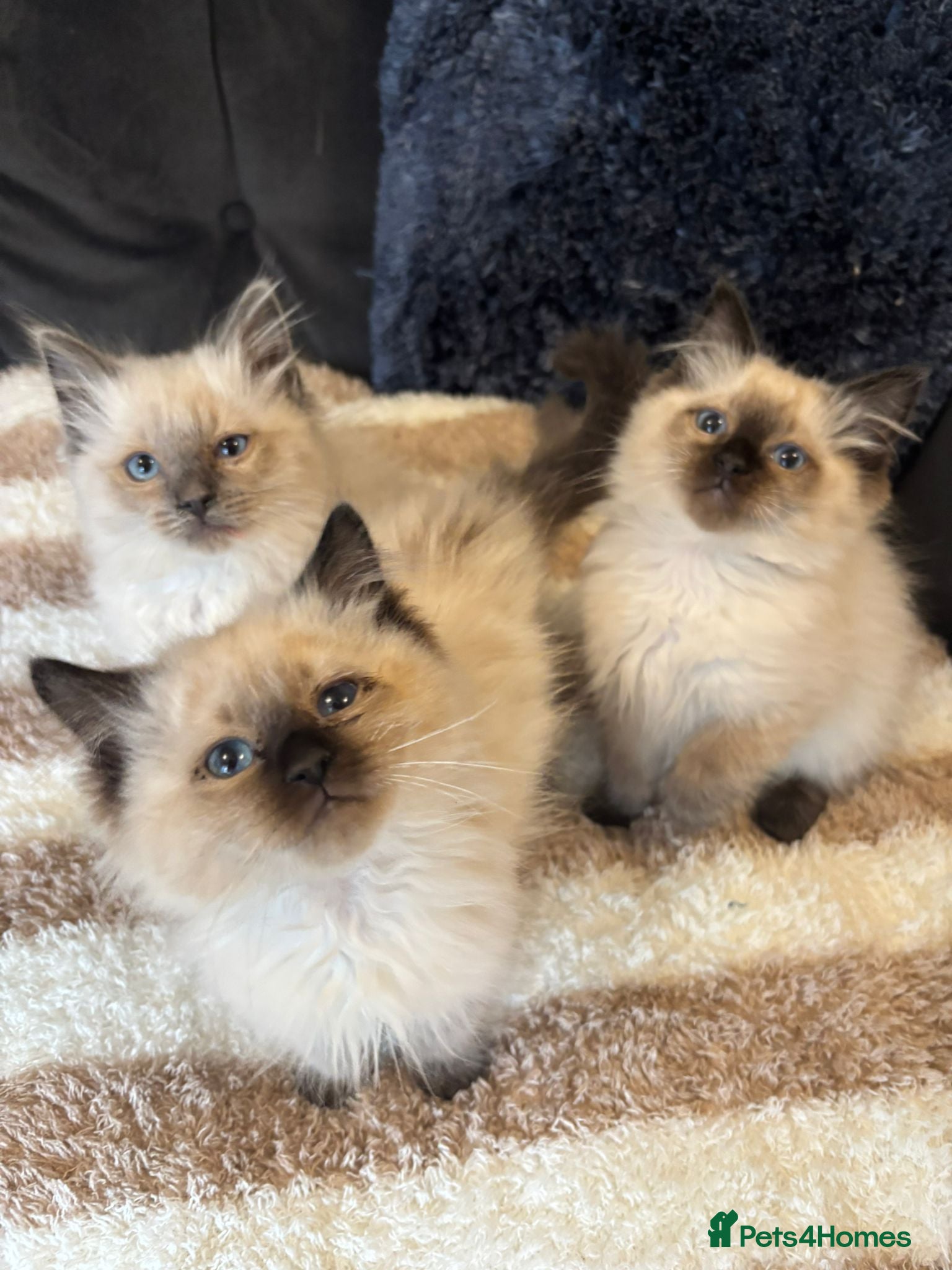 Ragdoll cats 4 male Ragdoll kittens - Advert 2