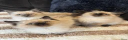 Ragdoll cats for sale: 4 male Ragdoll kittens - Advert 2
