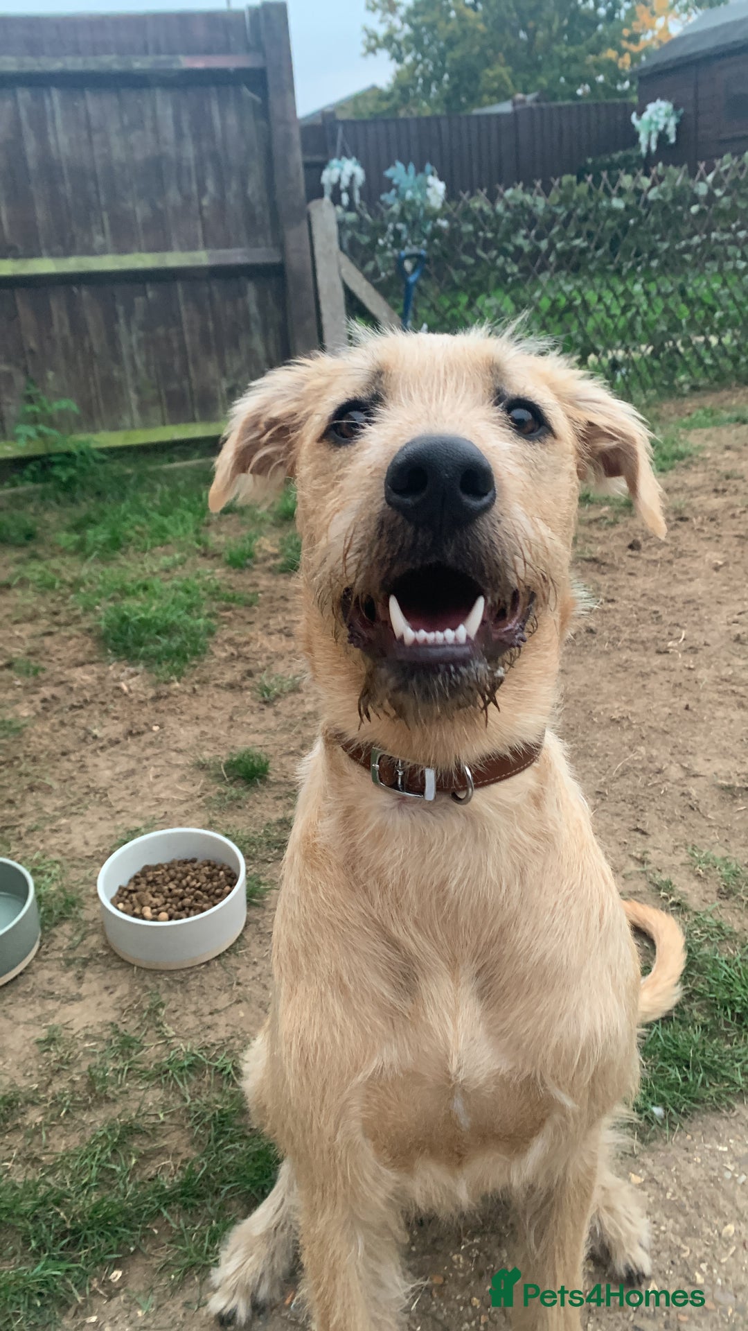 Mixed Breed dogs for sale: Lurcher - Advert 5