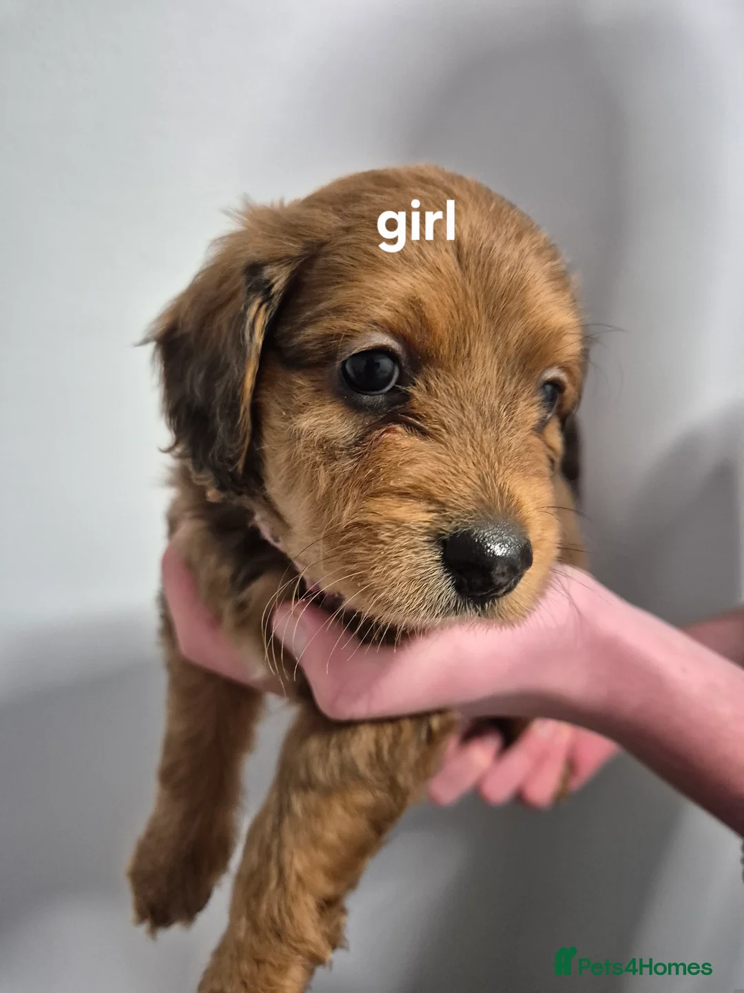 Cockapoo dogs for sale: Cockapoo  - Advert 5