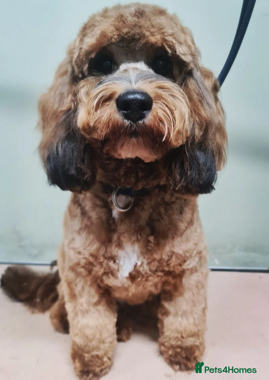 Cockapoo dogs for stud: Red Sable - Carrys Tan/Phantom, Parti & Chocolate in Eastleigh - Advert 2