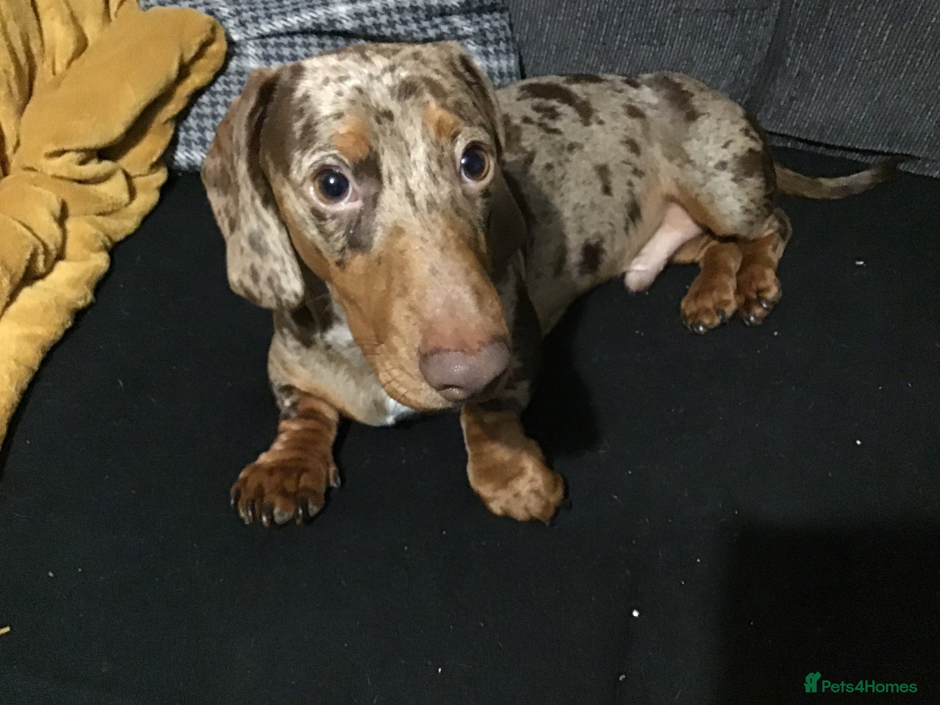 Dachshund dogs Male dachshound - Advert 2