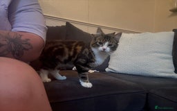 Mixed Breed cats for sale: Kitten - Image 3
