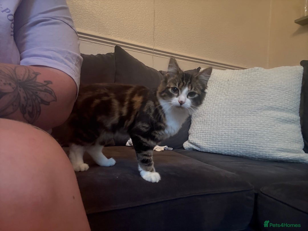 Mixed Breed cats for sale: Kitten - Image 3