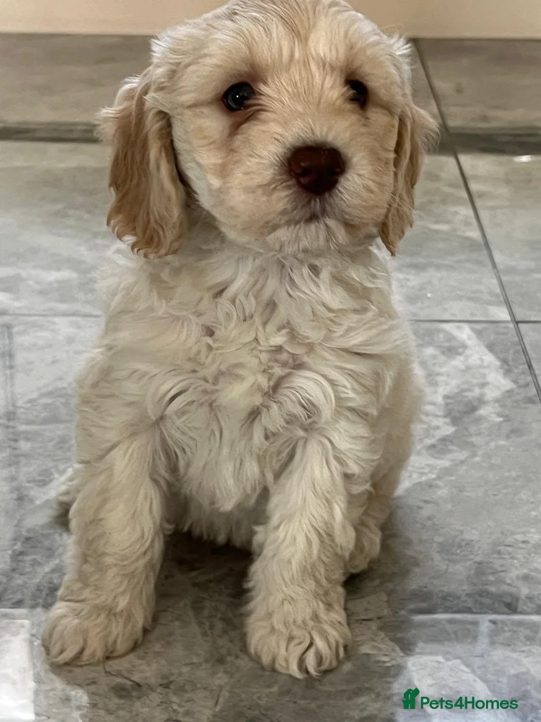 Cockapoo dogs for sale: Cocker poo puppies for sale  in Basildon - Advert 2