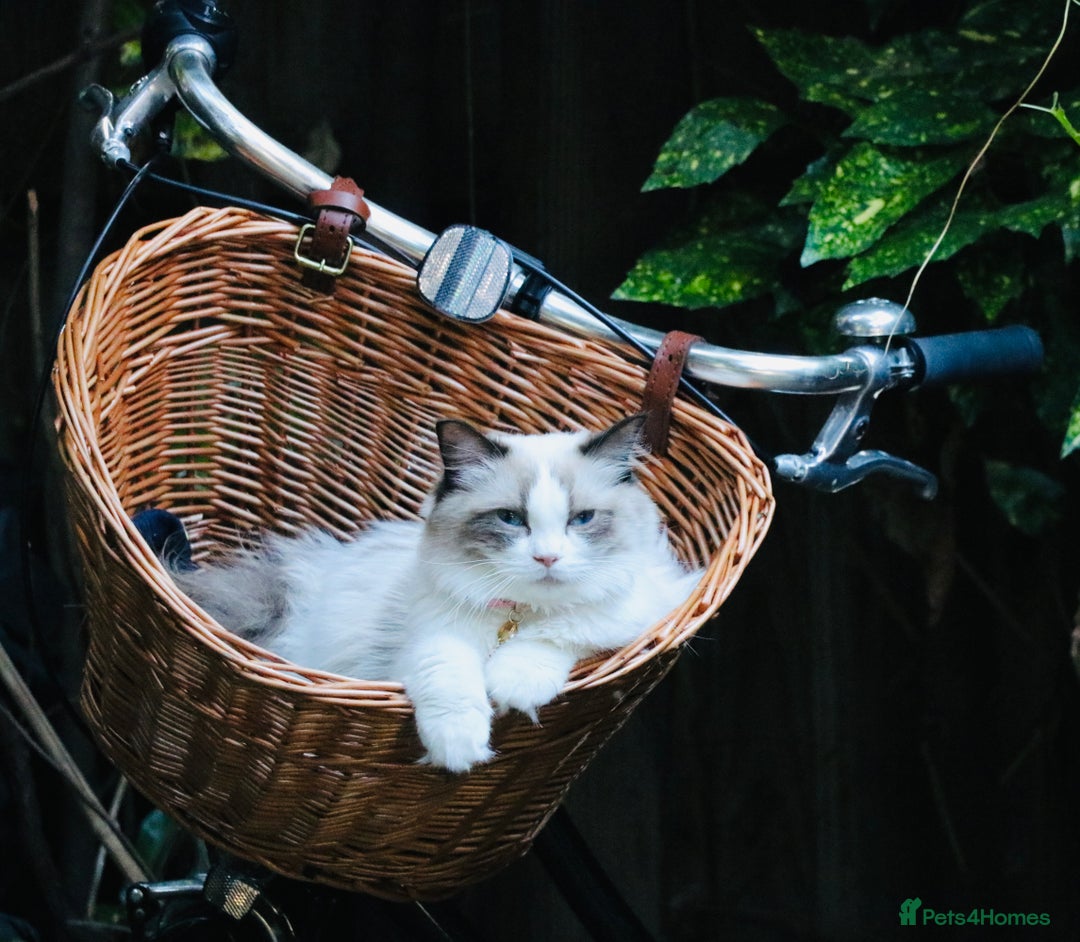 Ragdoll cats for sale: 🎀Beautiful Ragdoll kittens (Tica reg)🎀 - Advert 1