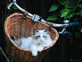 Ragdoll cats Ragdoll kitten - Advert 13