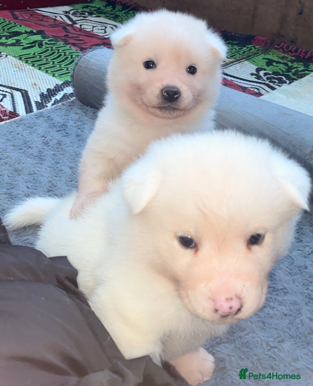 Japanese Akita Inu dogs KC Registered Japanese Akita Puppies  - Advert 2