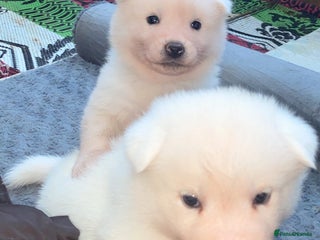 Japanese Akita Inu dogs KC Registered Japanese Akita Puppies - Advert 2