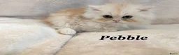 Persian cats for sale: **Last One** beautiful Persian kittens - Advert 16