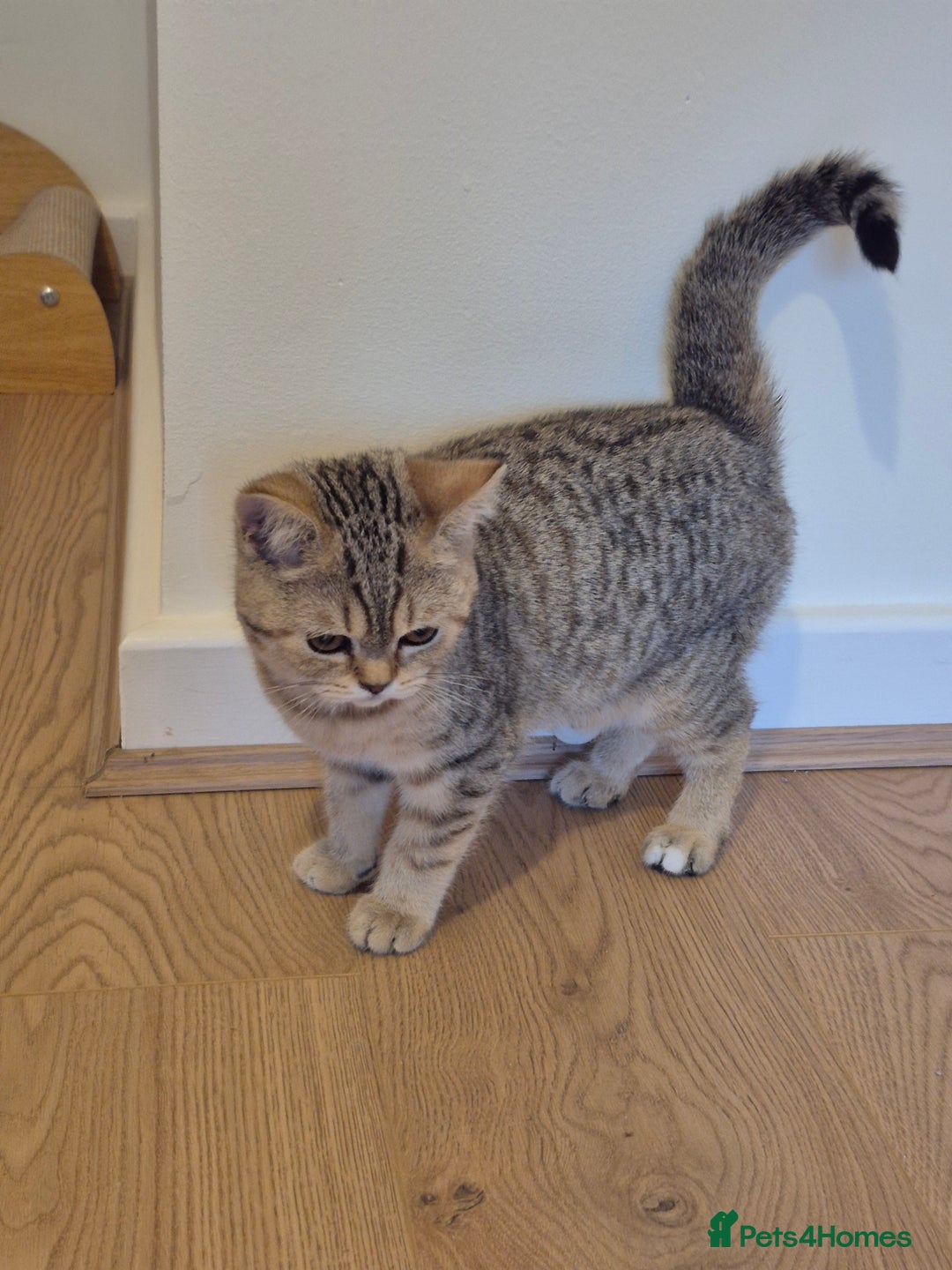 British Shorthair cats for sale: 2 Stunning full BSH kittens available - Advert 4