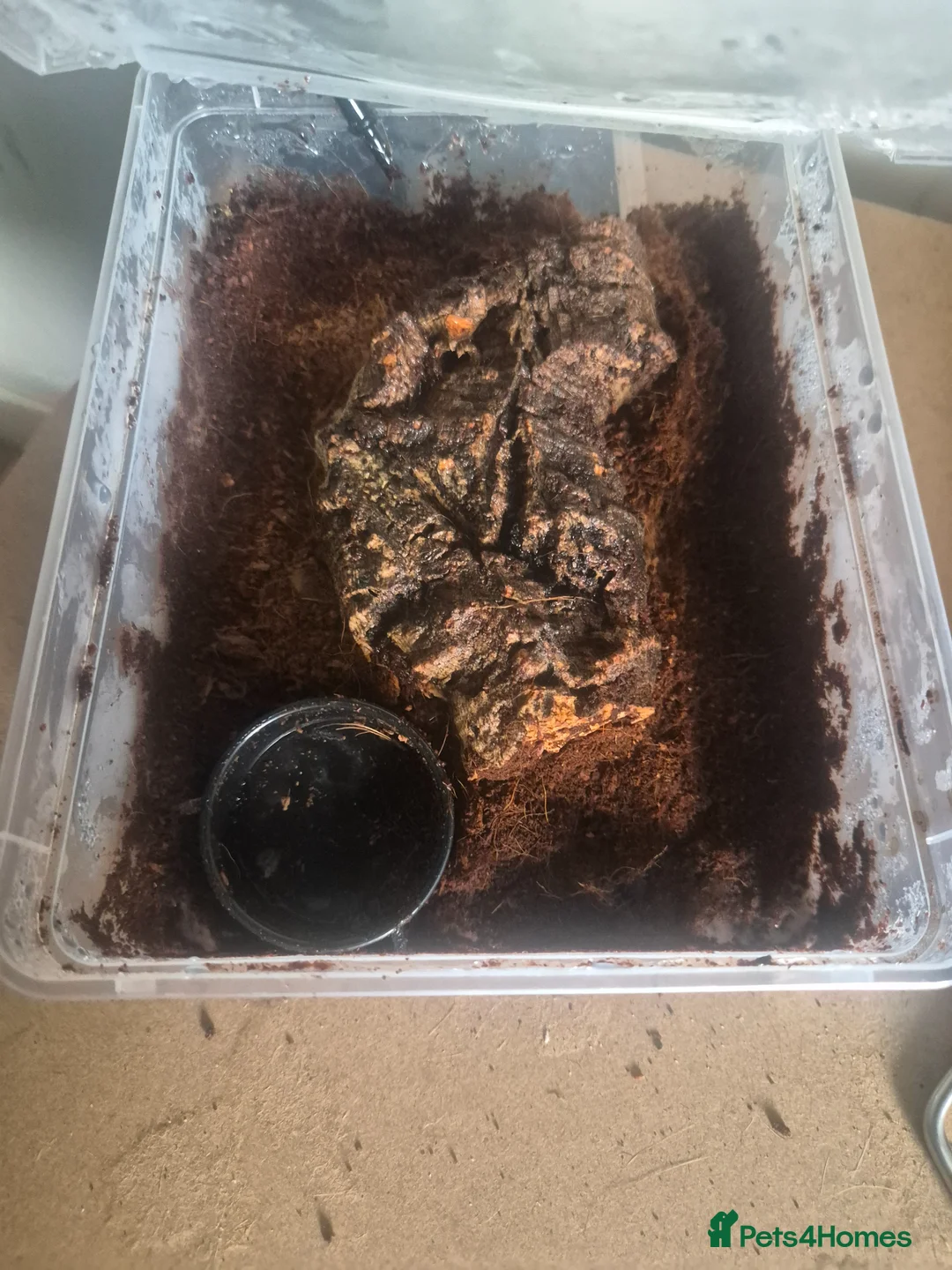Milk Snake reptiles for sale: Mexican black kingsnake - Advert 6