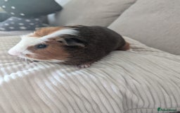 Guinea Pig rodents for sale: 2 Male Guinea Pigs - Image 7