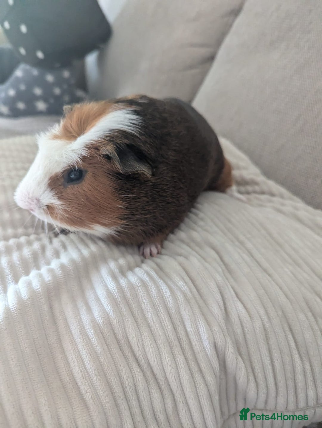 Guinea Pig rodents for sale: 2 Male Guinea Pigs - Image 7