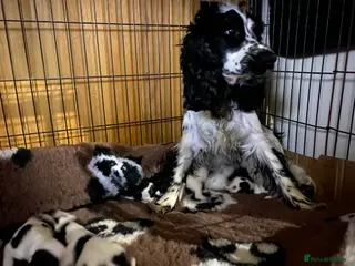 Cocker Spaniel dogs Beautiful show cocker spaniel - Advert 1