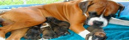 Boxer dogs for sale: Female boxer puppy - Advert 4