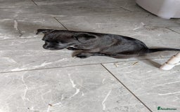 Mixed Breed dogs for sale: Last 3 mixed breed puppies available  - Image 14