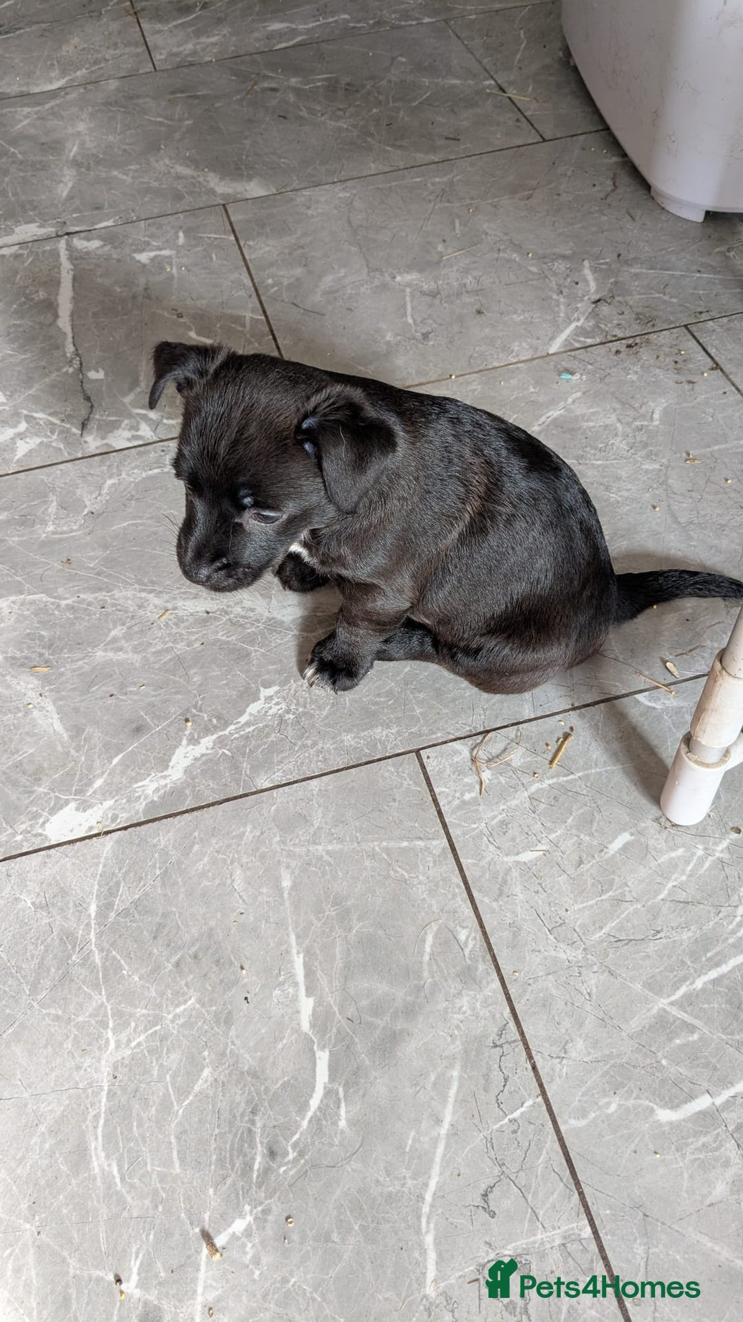 Mixed Breed dogs for sale: Last 3 mixed breed puppies available  - Image 14
