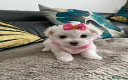 Maltese dogs for sale: 🌟KC STUNNING half-Korean Maltese puppies 🌟 - Image 9