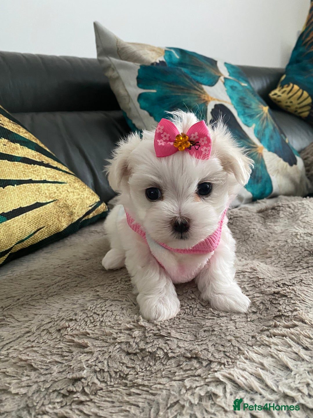 Maltese dogs for sale: 🌟KC STUNNING half-Korean Maltese puppies 🌟 - Image 9
