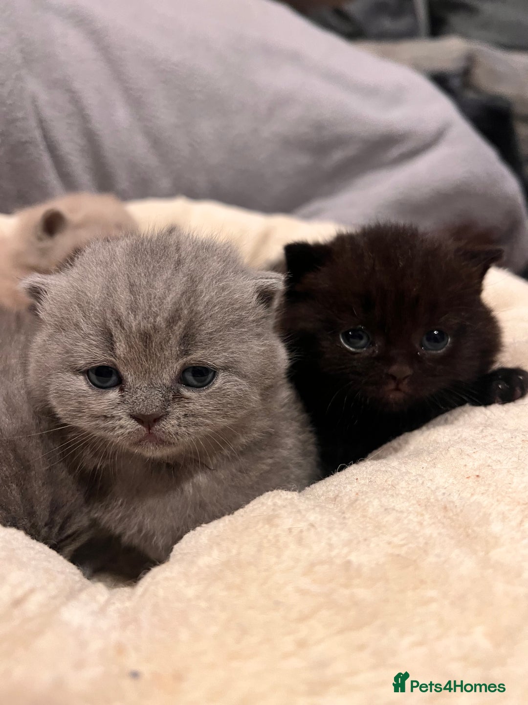 British Shorthair cats for sale: Multi-colour GCCF British Shorthair kittens  - Advert 13