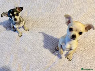 Chihuahua dogs Stunning and lovely chihuahua puppies for sale - Advert 15