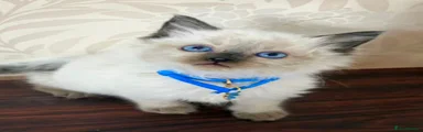Ragdoll Kitten 4