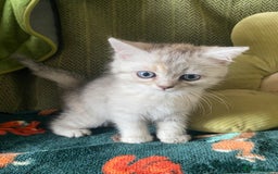Mixed Breed cats for sale: Silver tabby and cream chinchilla kittens - Image 9