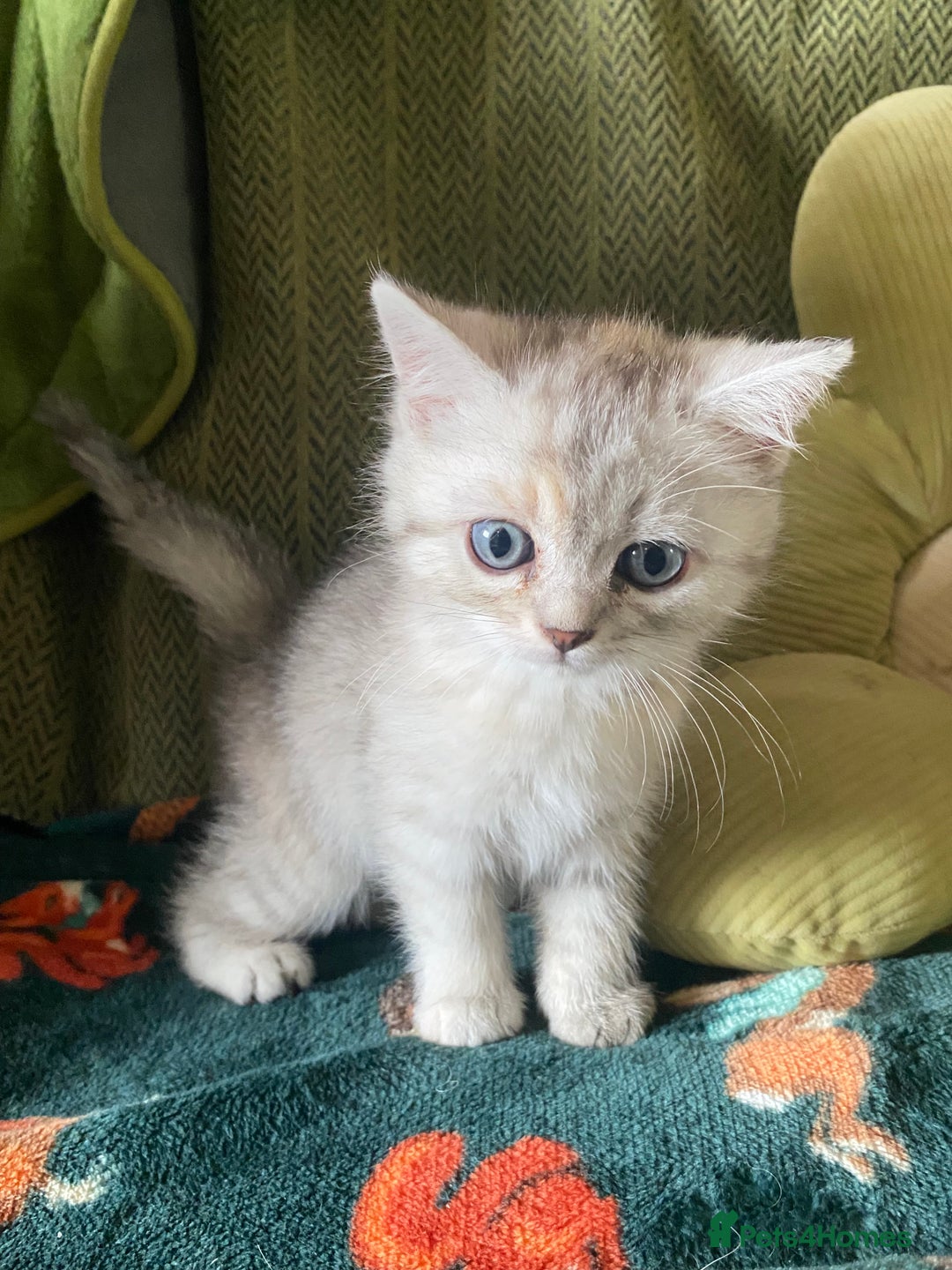 Mixed Breed cats for sale: Silver tabby and cream chinchilla kittens - Image 9
