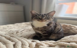 Domestic Shorthair cats for sale: 1 Female 1 Male (Bonded Pair)  - Image 2