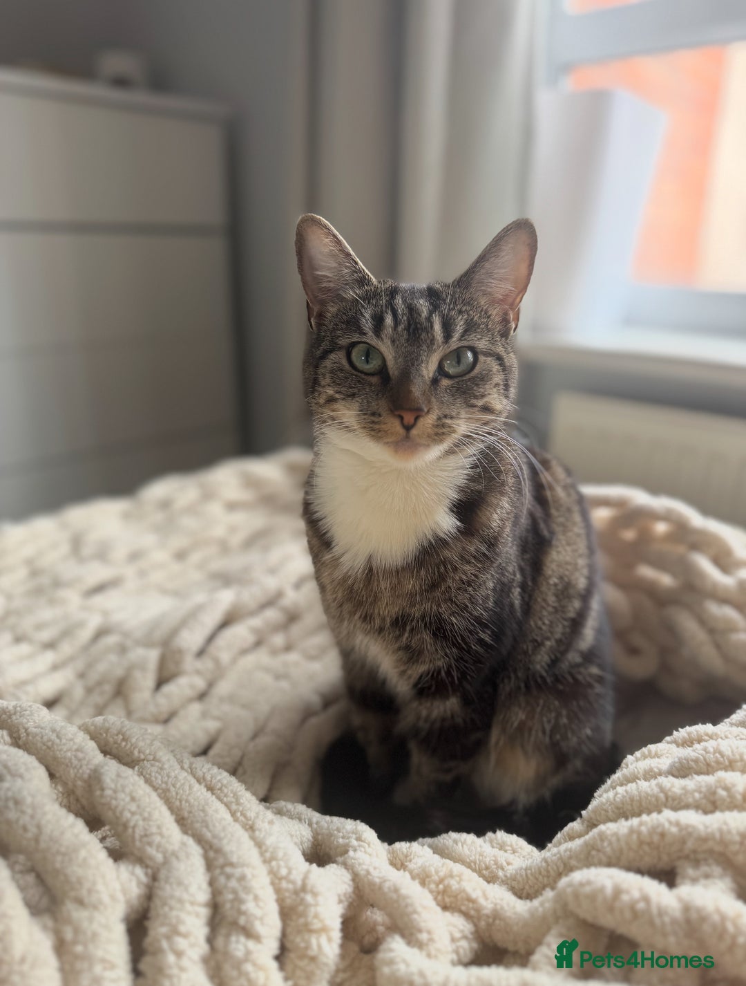 Domestic Shorthair cats for sale: 1 Female 1 Male (Bonded Pair)  - Image 2