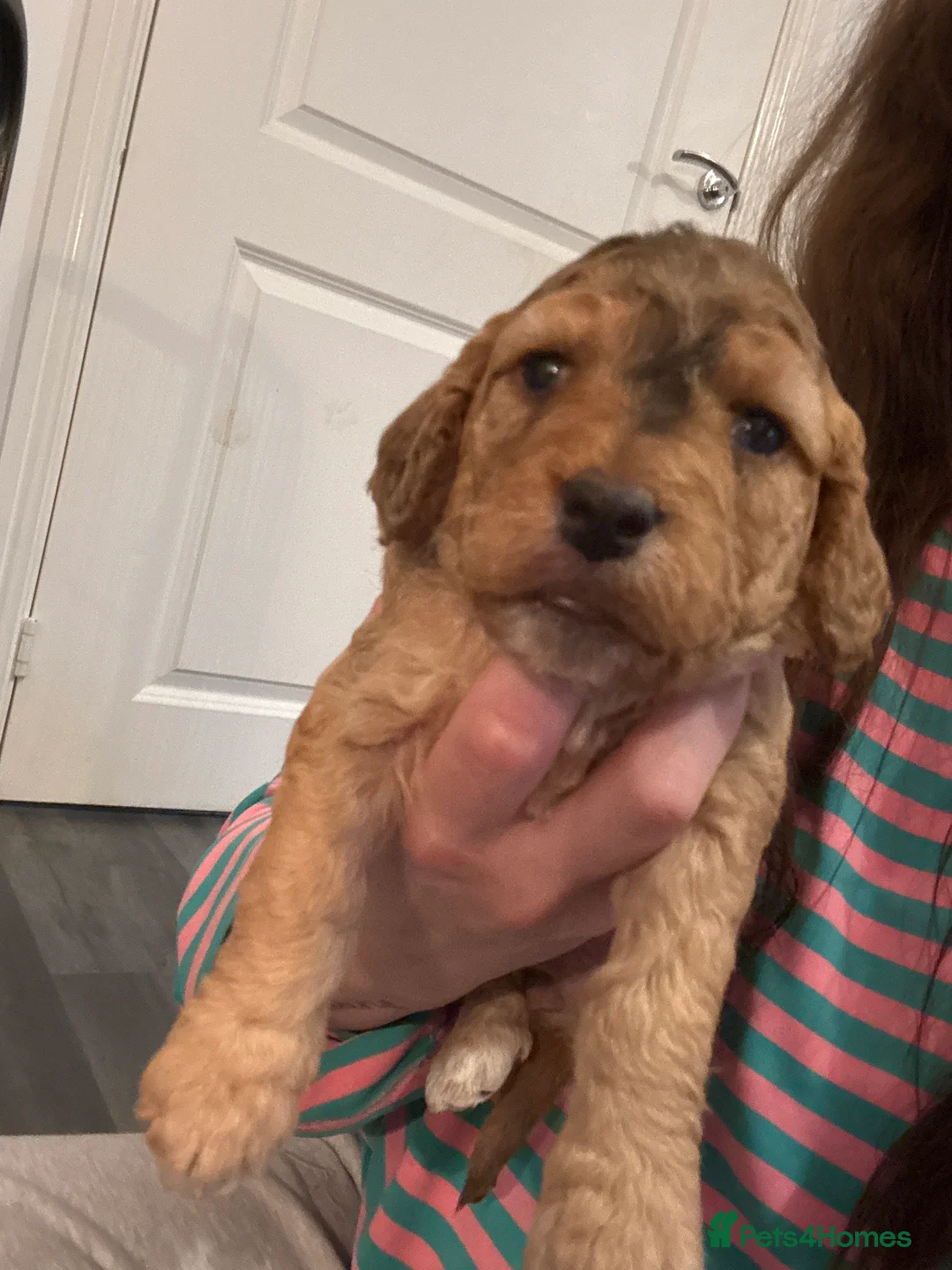Cockapoo dogs for sale: 8 beautiful cockapoo puppies  - Advert 27