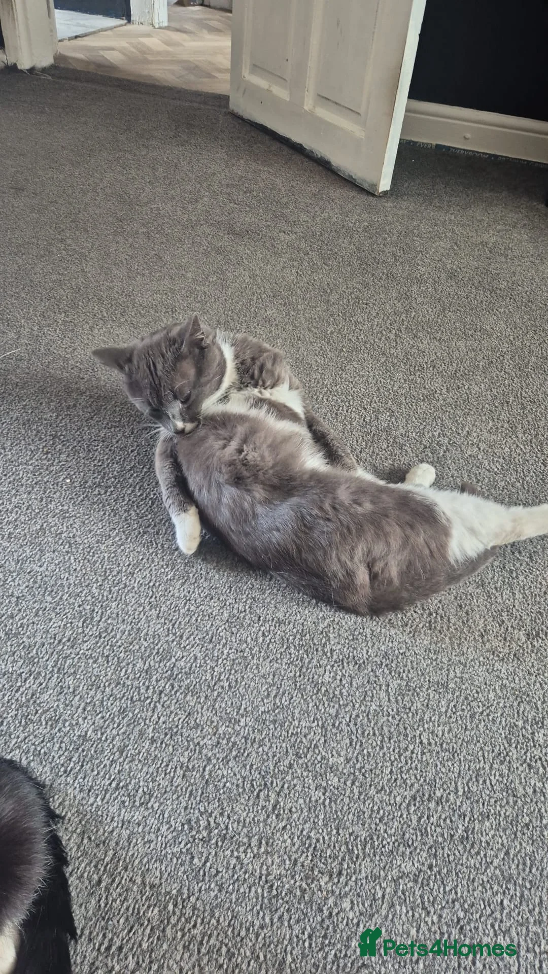 Mixed Breed cats for adoption: ***BLUE***SUTTY*** - Advert 2
