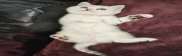 Scottish Fold cats for sale: Adorable Scottish Fold Straight Ear Tabby Kittens - Advert 19