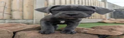 Cane Corso dogs for sale: Cane corso puppies  - Advert 5