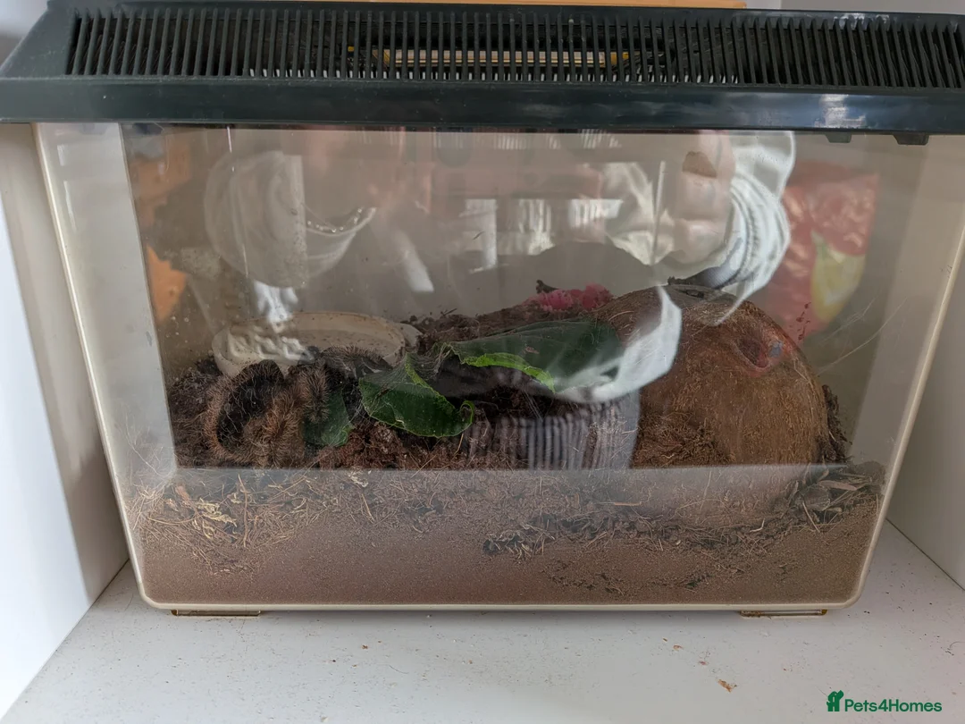 Tarantulas invertebrates for sale: Tarantulas for sale - Advert 3