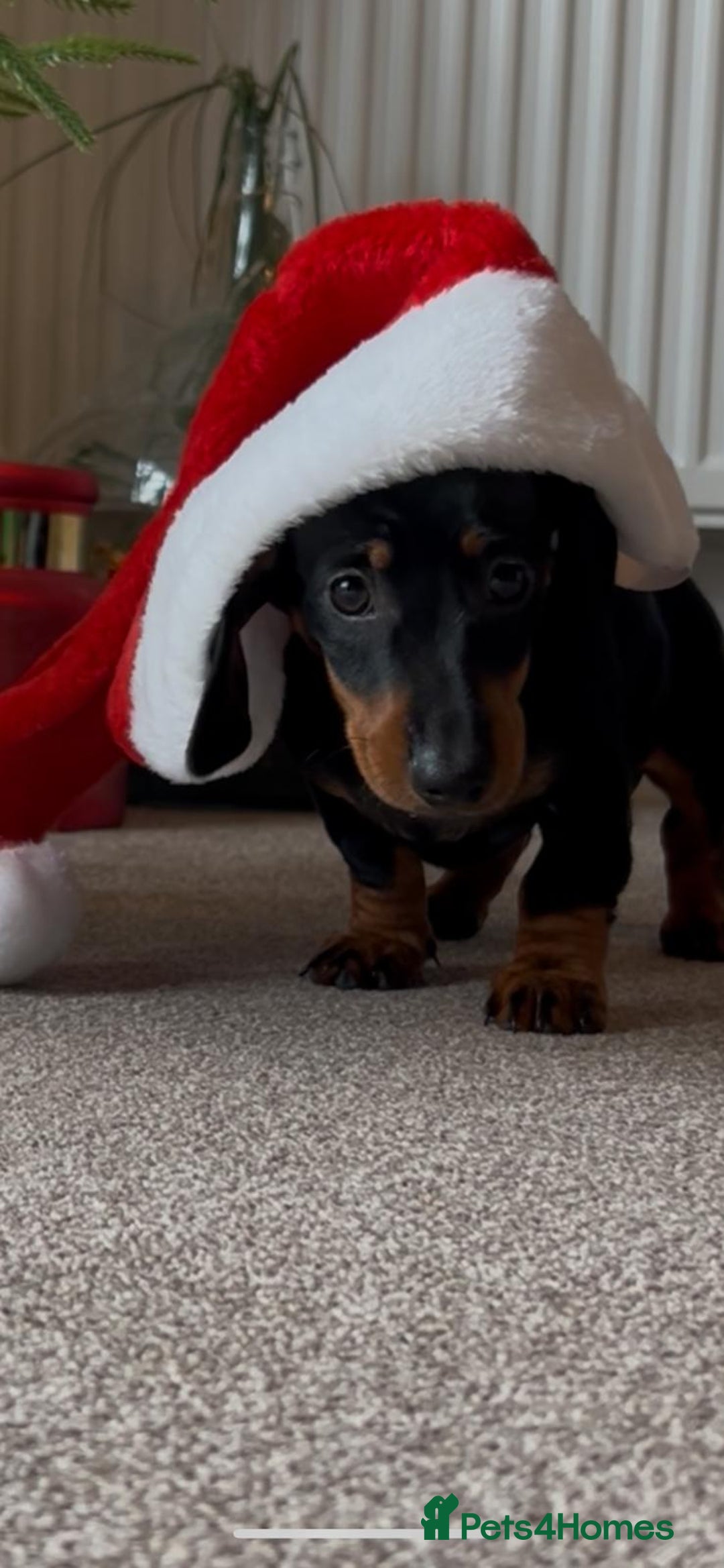 Miniature Dachshund dogs for sale: AVAILABLE NOW! Little Legs & Big Hearts - Advert 15