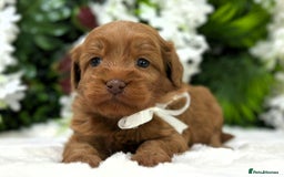 Australian Labradoodle dogs for sale: Superior Authentic Australian Labradoodle Puppies - Image 2