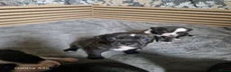 Staffordshire Bull Terrier dogs for sale: Staffordshire bull terriers - Advert 10