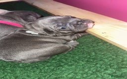 French Bulldog dogs for sale: French Bulldog Puppies – Ready 1st December! 💙 🐾 - Image 12
