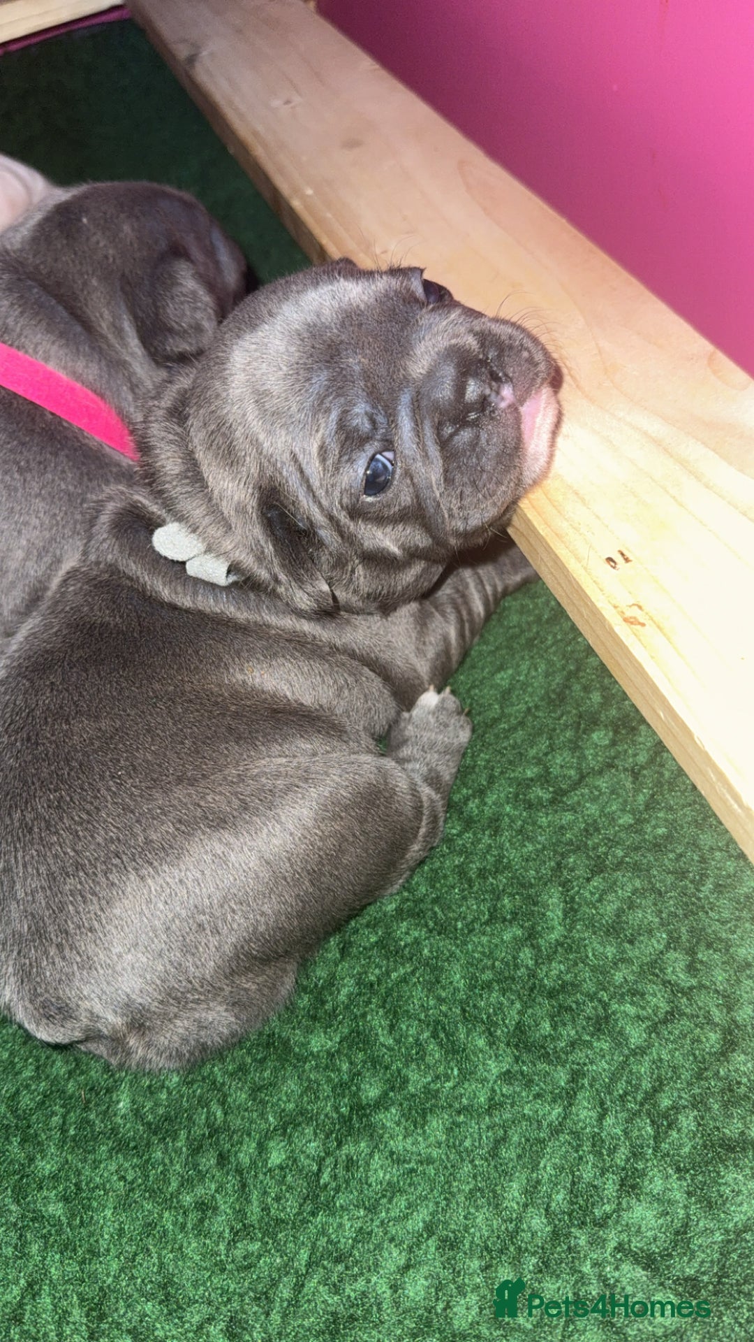 French Bulldog dogs for sale: French Bulldog Puppies – Ready 1st December! 💙 🐾 - Image 12