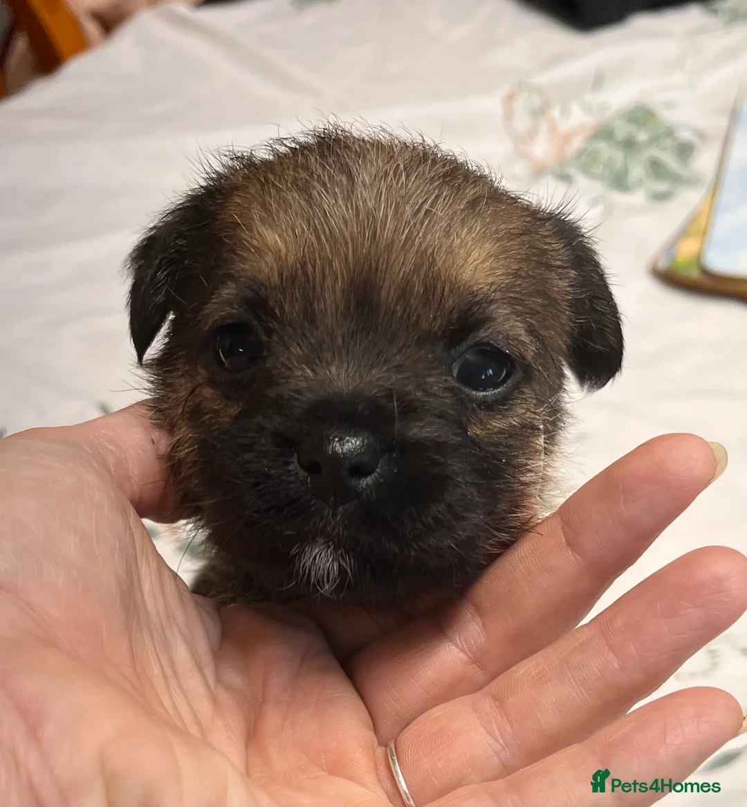Border Terrier dogs for sale: 7 gorgeous Border Terrier puppies!!  - Advert 11