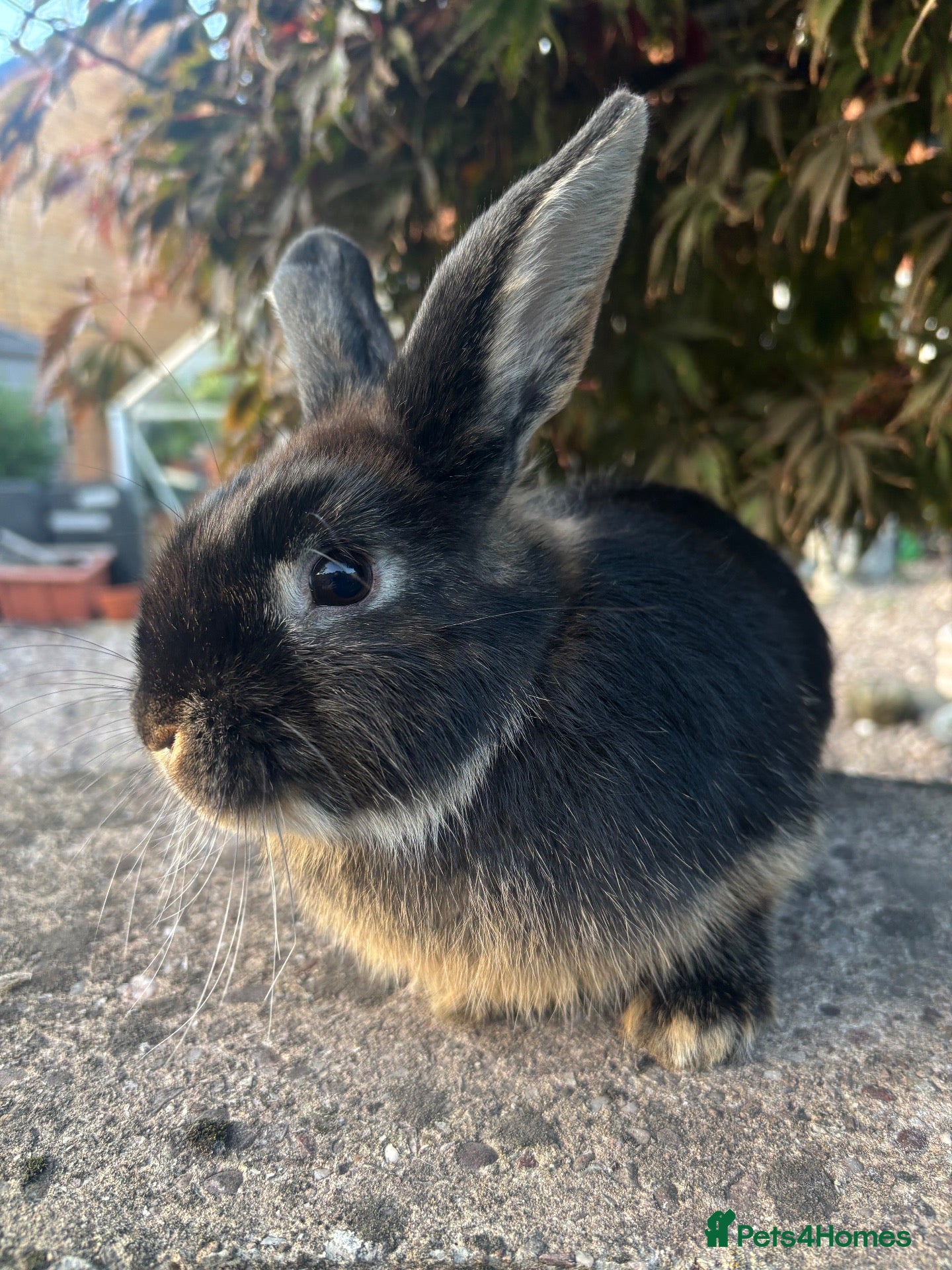 Mixed Breed rabbits for sale: 3 mini lop cross 1 female 2 male - Advert 1
