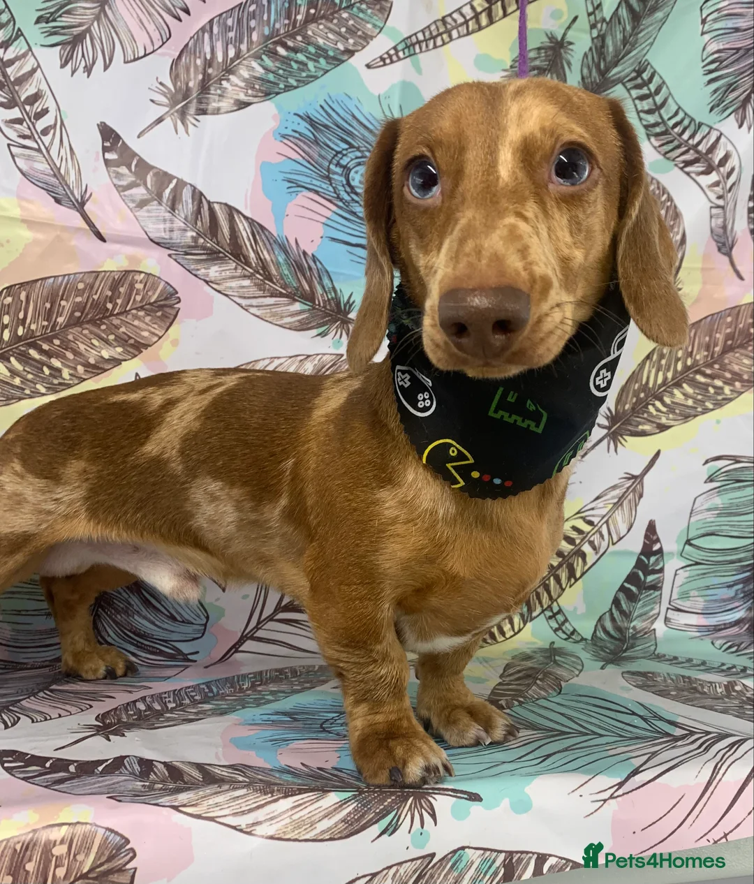 Miniature Dachshund dogs for stud: miniature dachshund stud  in Pontypridd - Advert 7