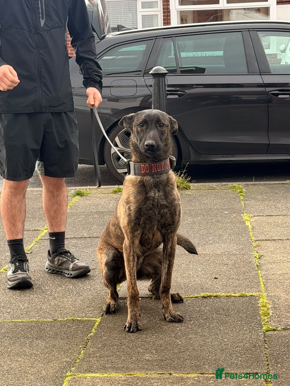 Belgian Shepherd Dog dogs Dutch shepherd female open to offers  - Advert 6