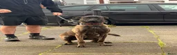 Belgian Shepherd Dog dogs for sale: Dutch shepherd female open to offers  - Advert 1