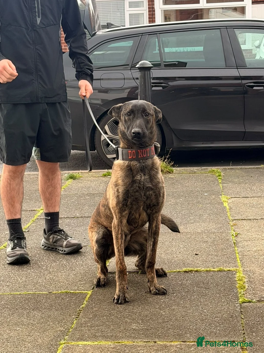 Belgian Shepherd Dog dogs for sale: Dutch shepherd female open to offers  - Advert 1
