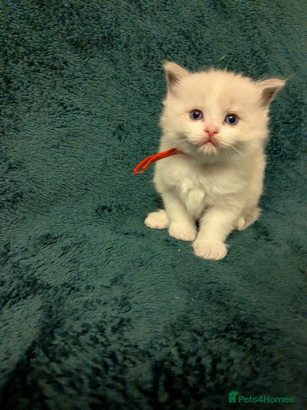 Ragdoll cats for sale: Beautiful GCCF Registered Ragdoll Kittens  🐾 - Advert 12