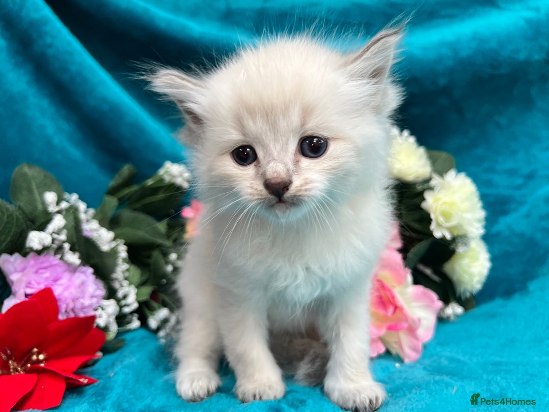 Siberian cats for sale: 🩵🩵Stunning Siberian Neva Masquerade Babies🩵🩵 - Image 17