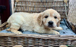 Golden Retriever dogs for sale: **LAST MALE** KC Reg Golden Retriever Puppies - Image 12